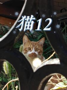 猫12 猫12